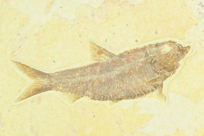 Fossil Fish (Knightia) - Green River Formation #122900
